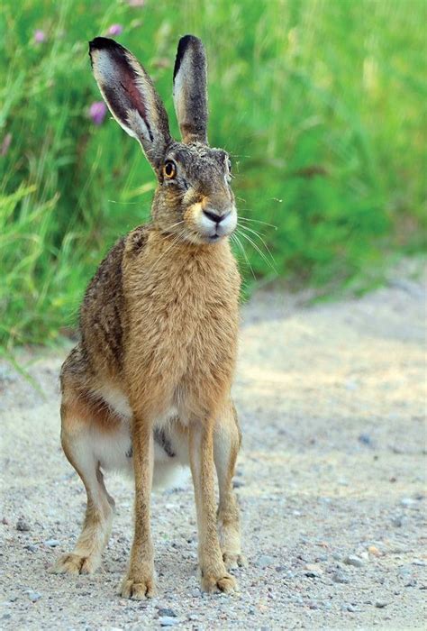 European hare - Alchetron, The Free Social Encyclopedia