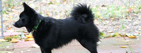 Schipperke Breed Guide - Learn about the Schipperke.