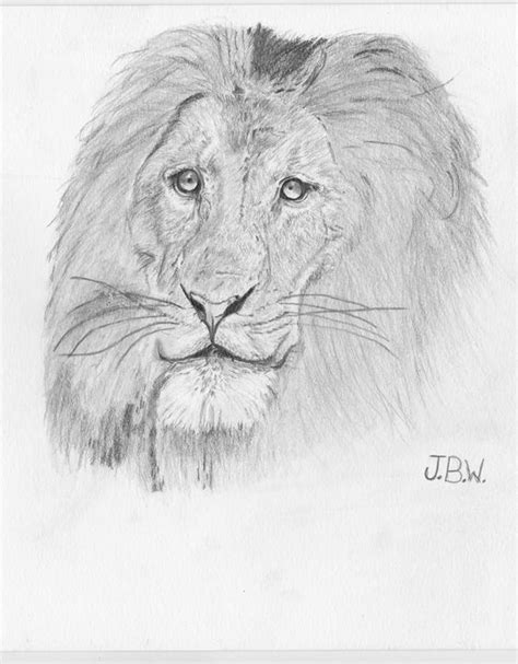 African Lion Sketch at PaintingValley.com | Explore collection of ...