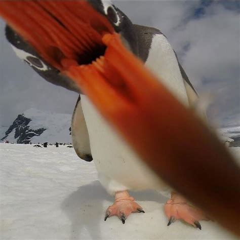 Picture of the Day: When Penguins Attack | Penguins, Animals wild ...