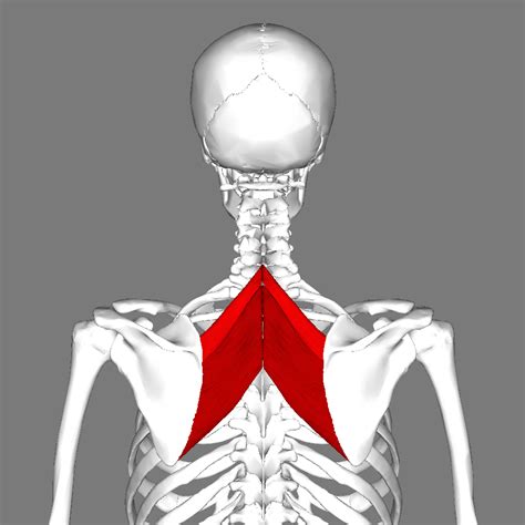 File:Rhomboid muscles back.png - Wikimedia Commons