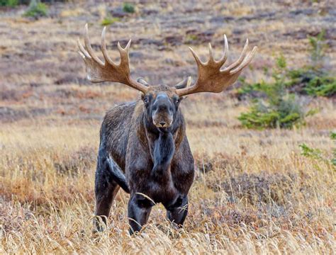 8 Marvelous Facts About Moose