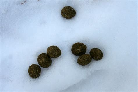 Snowshoe Hare Tracks | MyNature Apps