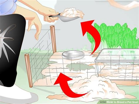 How to Breed a Pet Snail: 10 Steps (with Pictures) - wikiHow