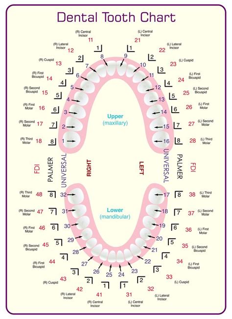 Dental Tooth Chart Printable | Dental hygiene school, Dental hygiene ...