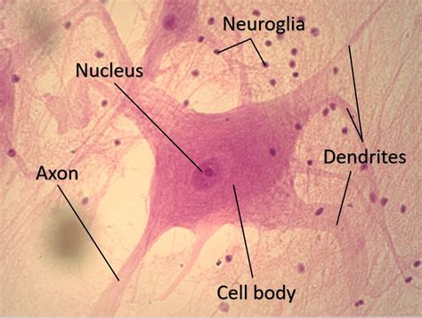 Nervous Tissue - SCIENTIST CINDY