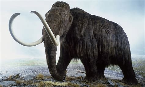 How do we know woolly mammoths were woolly? | Life and style | The Guardian