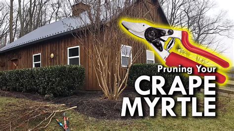 How to Properly Prune a Crape Myrtle Tree - Damascus Enterprises