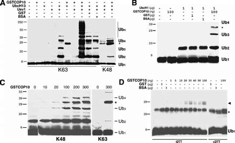 In vitro ubiquitylation assays with recombinant COP10. (A) GSTCOP10 ...