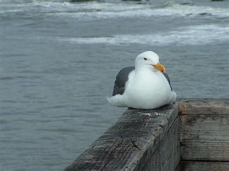 Seagull Sitting On The Pier | Animal wall art, Fine art america ...