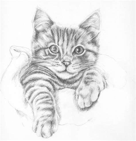 Pencil portrait of a ginger tabby kitten | Clarkpaintings