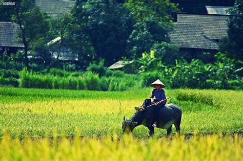 Những hình ảnh quê hương đẹp nhất