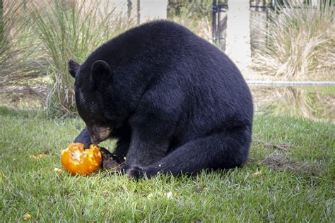 Central Florida Zoo & Botanical Gardens Florida Black Bear Attraction ...