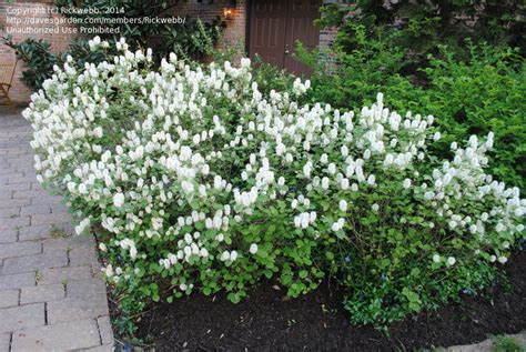 PlantFiles Pictures: Dwarf Fothergilla, Dwarf Witch Alder (Fothergilla ...