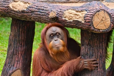 Ranking the World's Smartest Animals: Top 7 Highest IQ Animals - LiveMinty