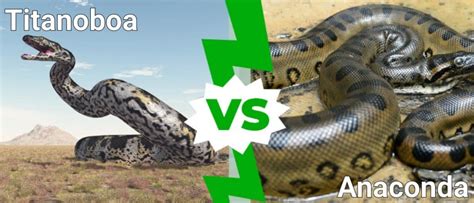 Titanoboa vs Anaconda: What Are the Differences? - A-Z Animals