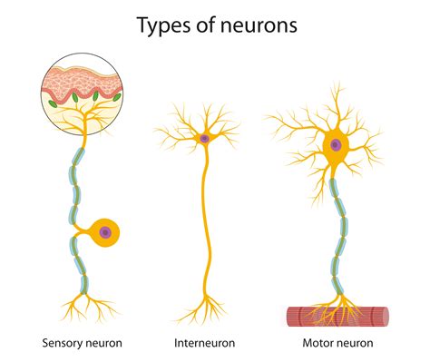 5+ Sensory Neuron Diagram - SabatinoRei