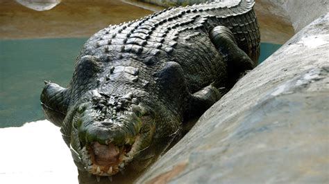 Lolong, world’s largest captive crocodile, dies in Philippines | CNN