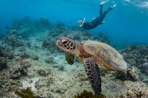 The TOP 7 Sea Turtle Conservation Volunteer Projects | WorkingAbroad