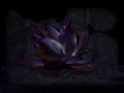 Black Lotus Flower Wallpaper For Android Free Download (With images ...