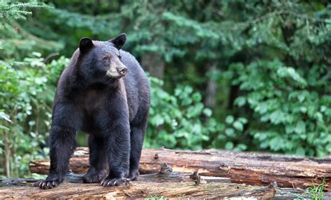 Traitor's Cove Bear Viewing Plane Tour in Ketchikan, Alaska