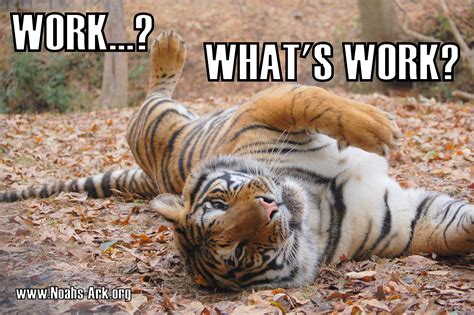 Work... What's Work? #Doc #Tiger #NoahsArk #LOL #Meme #Animal #Funny # ...