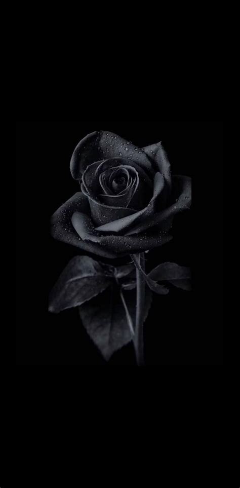 Dark and Captivating Black Rose Wallpaper for Your Phone