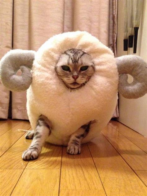 This Cat Celebrates The Chinese Year Of The Sheep In The Best Way Possible