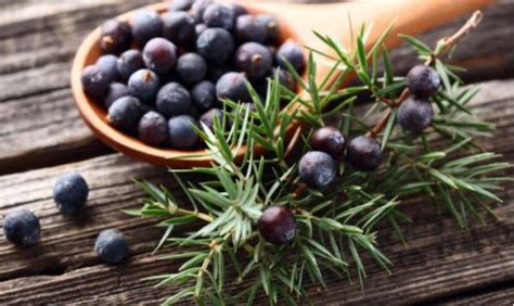 6 incredible health benefits of Juniper berries | Fakaza News