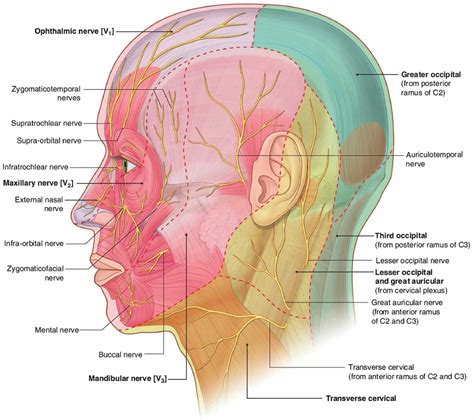 Occipital neuralgia causes, symptoms, diagnosis, treatment & prognosis