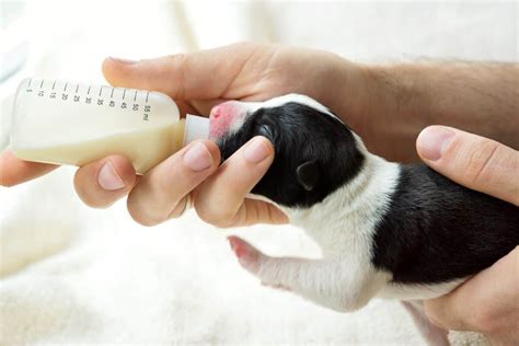 Should I Bottle Feed The Runt Puppy – Best Pictures and Decription ...