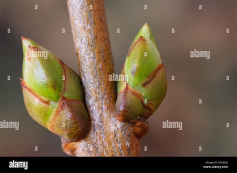 Lilac (Syringa vulgaris) lateral buds in spring Stock Photo - Alamy