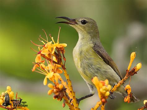 Adult female Purple-throated Sunbird (ssp. brasiliana) photo - Ingo ...