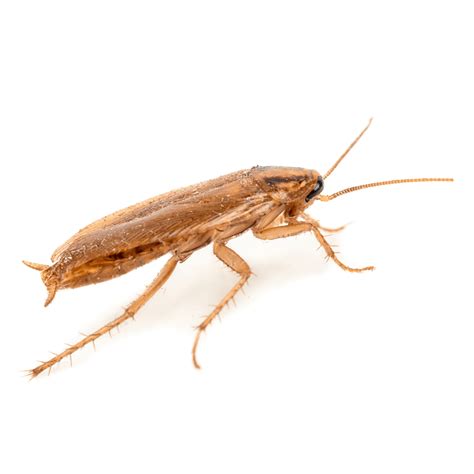 Brown Banded Cockroach | Ark Pest Control & Prevention