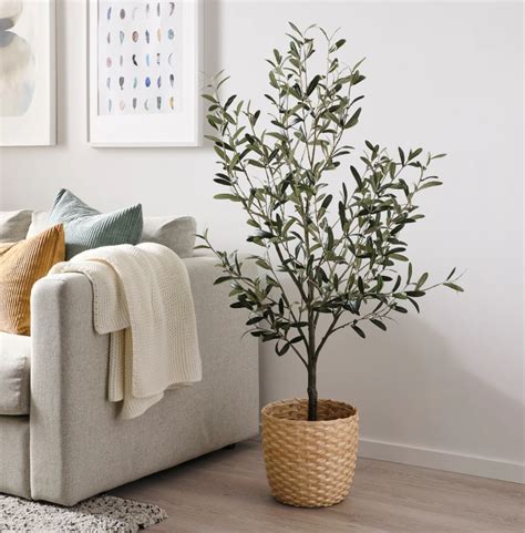 Indoor Olive Tree: Can You Successfully Grow One of Your Own?