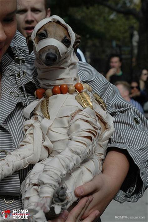 38 Italian Greyhound Halloween Costumes -ROMP Italian Greyhound Rescue