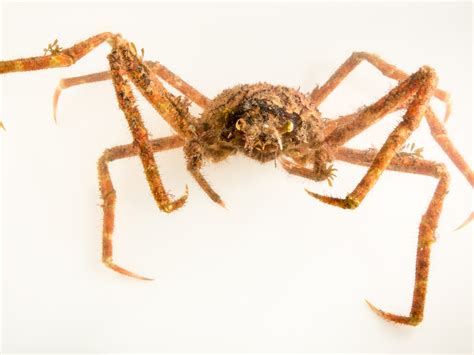 Japanese Spider Crab Size Comparison