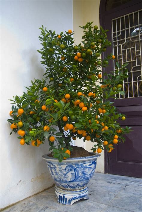 lunar new year kumquat tree by 14 shades of grey | Potted plants ...