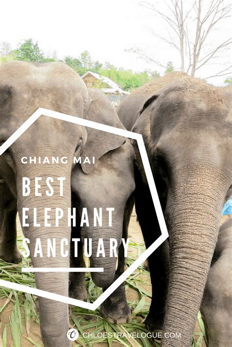 Best Elephant Sanctuary in Chiang Mai | Volunteering at Elephant ...