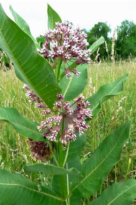 Less Noise, More Green: Help the Monarch Butterfly - plant milkweed in ...