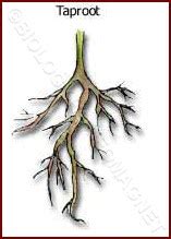 Tree roots – Biology for Everybody