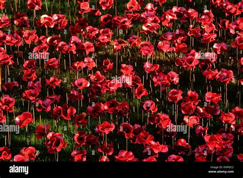 Poppies at Tower of London commemorating the war dead Stock Photo - Alamy