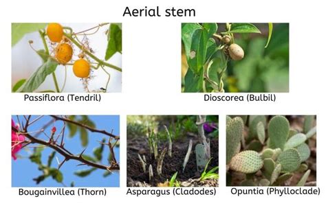 Explained! Plant Stem: Parts of a Stem, Types & Functions of Stem