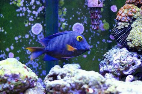 7 best Exotic Saltwater Fish images on Pinterest | Tropical fish ...