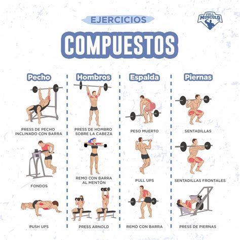 Ejercicios de aislamiento vs. Ejercicios multiarticulares • FullMusculo ...