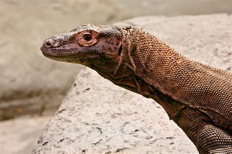 Giant Monitor Lizard 2 Photograph by Douglas Barnett - Fine Art America