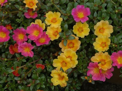 How to Grow and Care for Portulaca - World of Succulents | Portulaca ...