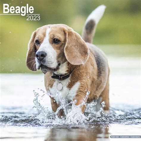 Beagle Calendar | Dog Breed Calendars | Pet Prints Inc