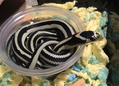 Calduran, california kingsnake x honduran milksnake | Snake