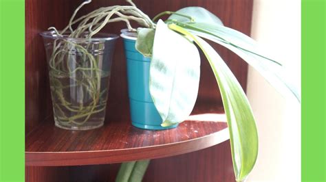 How I Water My Orchids in Different Growing Methods | Tips on Watering ...